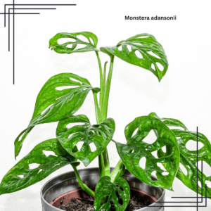 4in Monstera Adansonii 'Swiss Cheese'