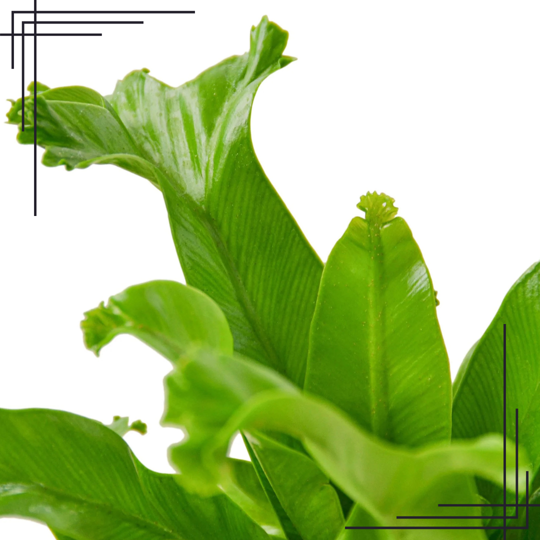 4in Bird’s Nest Leslie Fern - Image 2