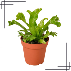 4in Bird’s Nest Leslie Fern