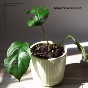 4in Monstera Minima