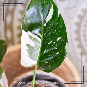 4in Philodendron White Princess