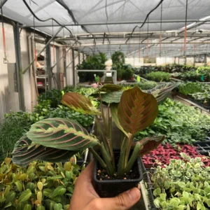 3in Maranta Red Prayer