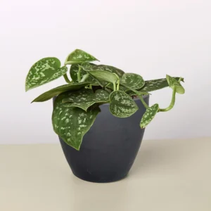 4in Pothos 'Satin'