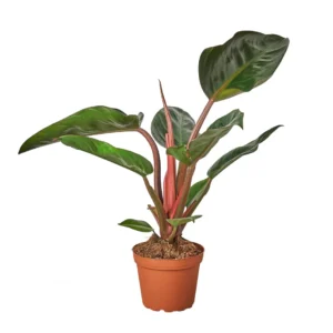 6in Philodendron 'Congo Rojo'