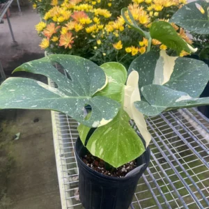 6in Monstera Thai Constellation