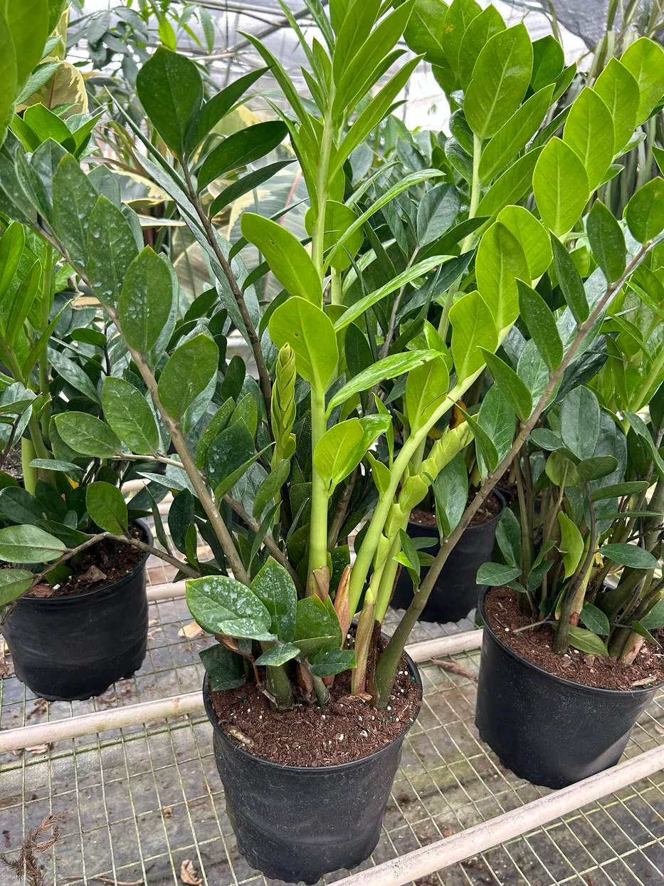 8in Zamioculcas Zamiifolia ZZ