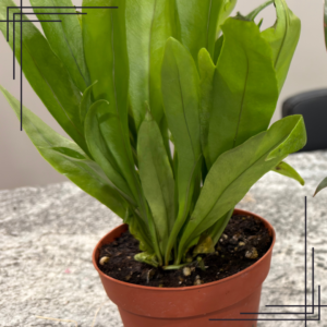 4in Fern 'Green Flame'