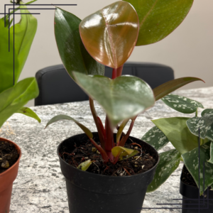 4in Philodendron 'Congo Rojo'