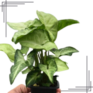 3in Syngonium White Butterfly