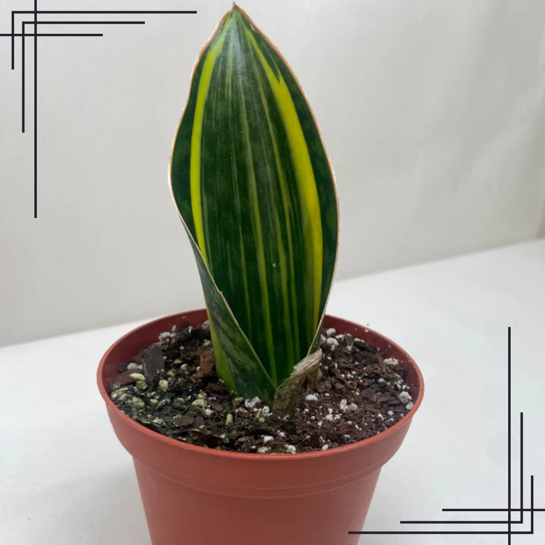 4in Variegated Shark Fin Snake Plant - Image 2
