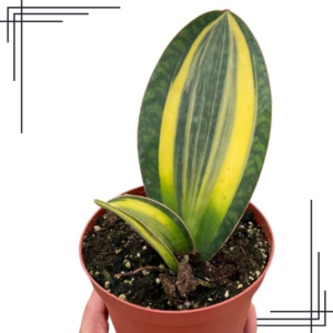4in Variegated Shark Fin Snake Plant