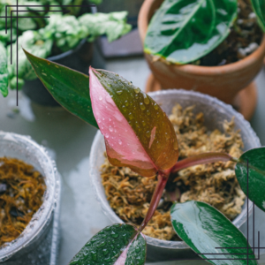 4in Philodendron 'Pink Princess'