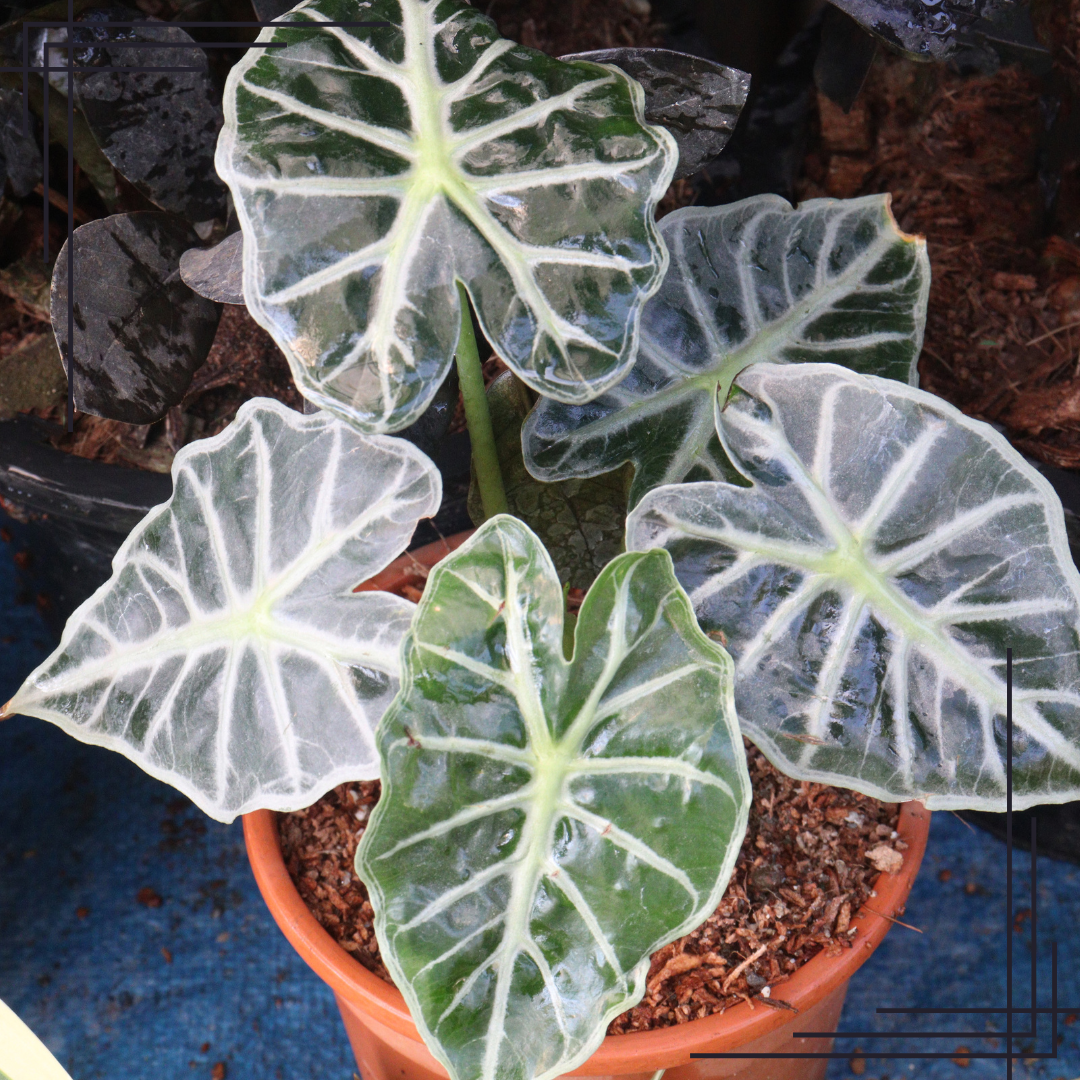 4in Alocasia Amazonica 'Bambino'