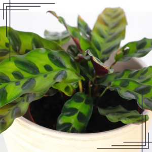 6in Calathea Lancifolia 'Rattlesnake'