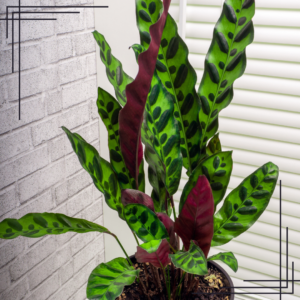 4in Calathea Lancifolia 'Rattlesnake'
