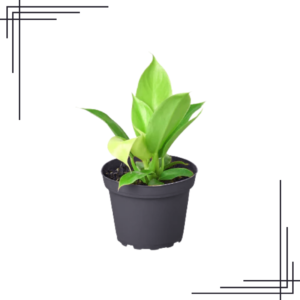 4in Philodendron 'Moonlight'