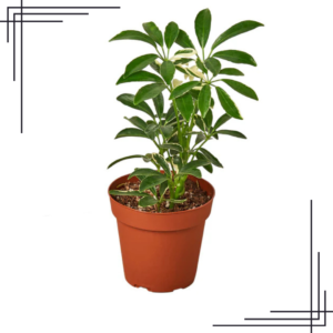 4in Schefflera Moonlight Umbrella Plant