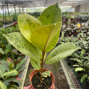 4in Ficus 'shivereana' (Moonshine)