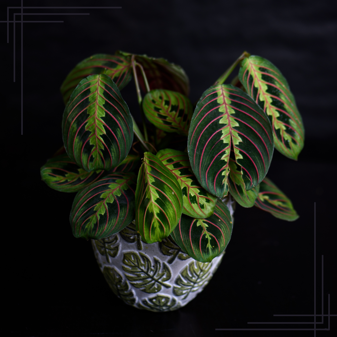 6in Maranta Red Prayer