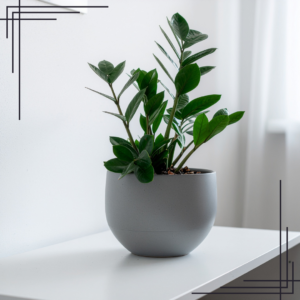 4in Zamioculcas Zamiifolia ZZ