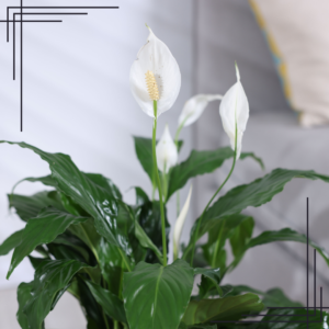 6in Spathiphyllum Peace Lily