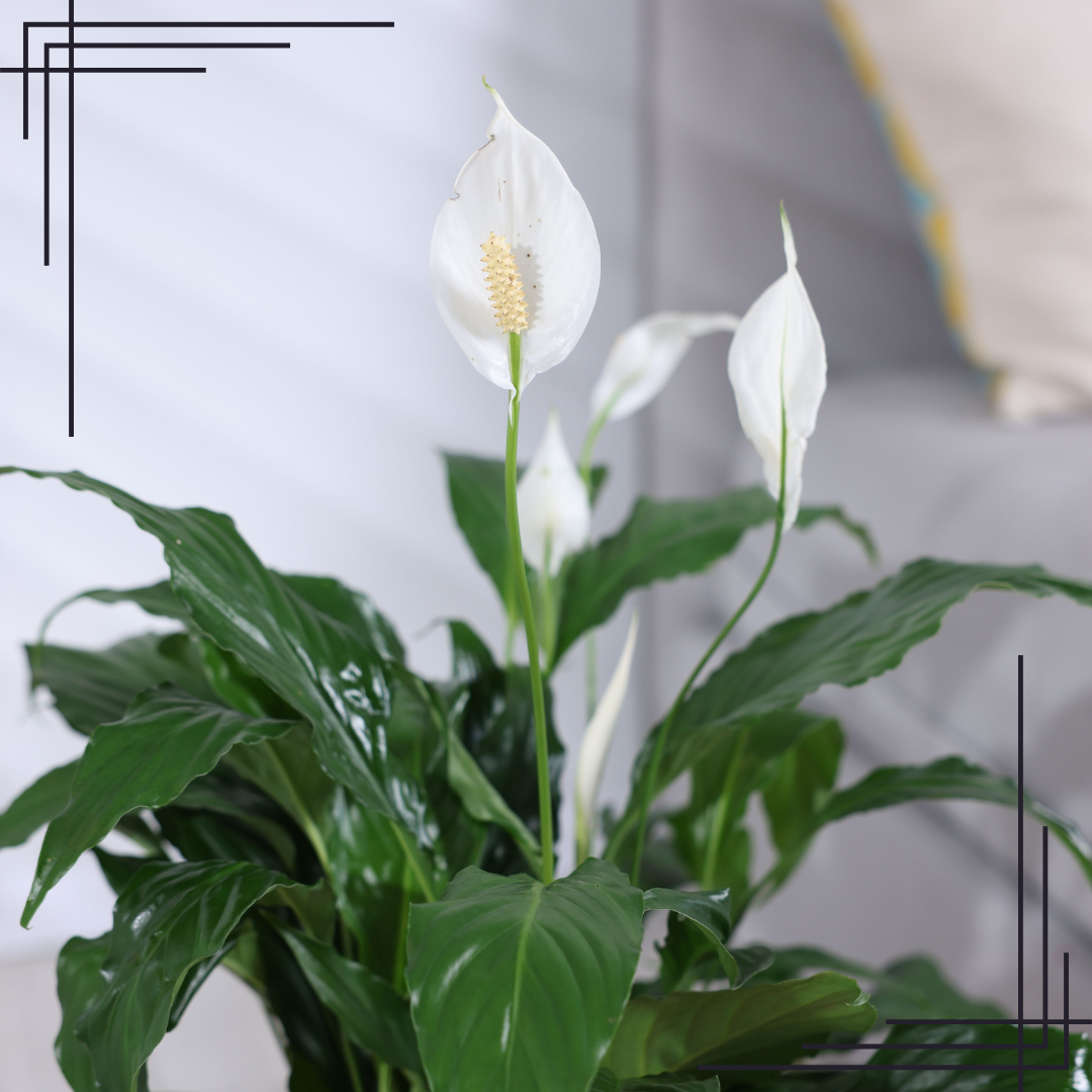 6in Spathiphyllum Peace Lily