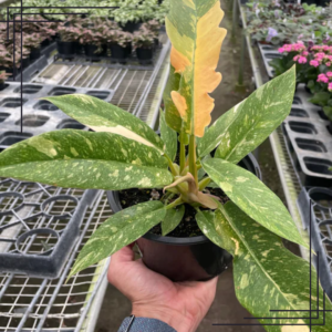 4in Philodendron Ring of Fire Variegated