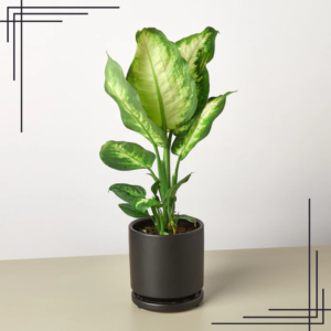 3in Dieffenbachia Camille