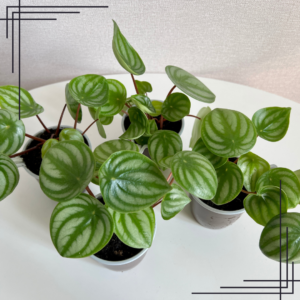 4in Peperomia Watermelon