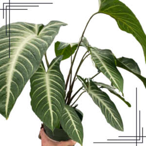 4in Xanthosoma 'Lendenii'