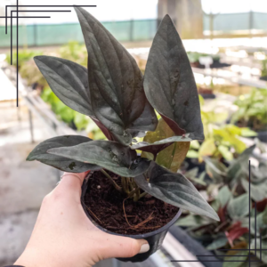 4in Syngonium 'Red Arrow'