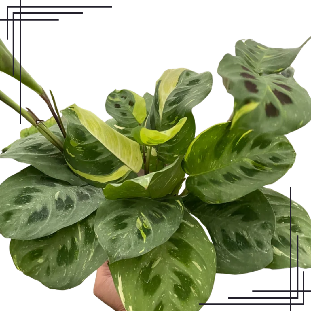 6in Maranta Variegated 'Beauty Kim' - Image 2