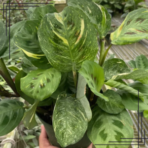 6in Maranta Variegated 'Beauty Kim'