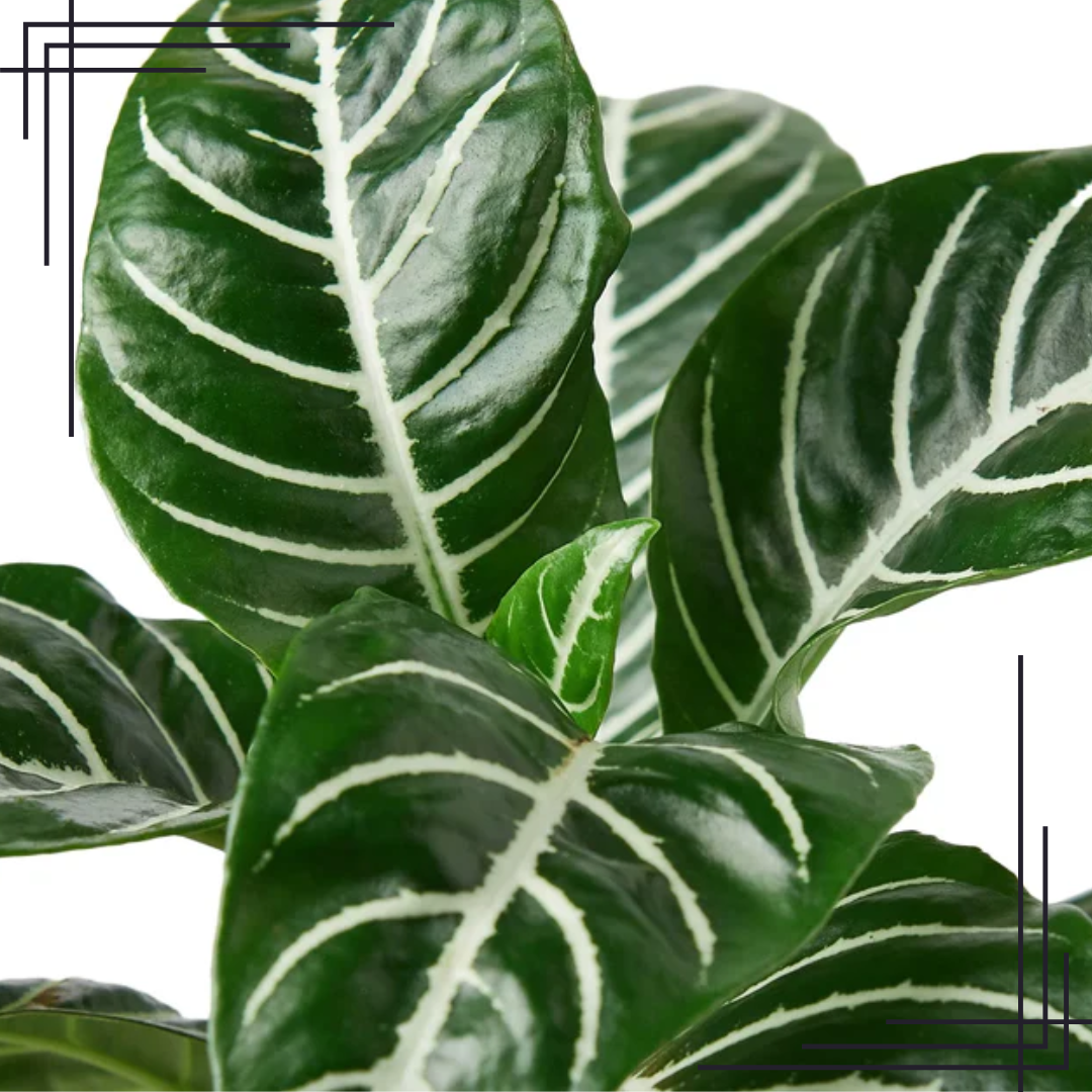 4in Zebra 'Aphelandra' - Image 2