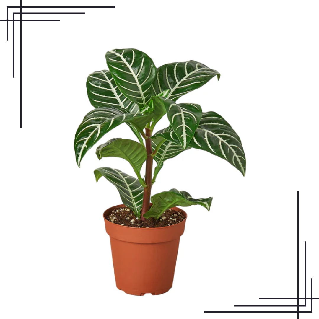 4in Zebra 'Aphelandra'