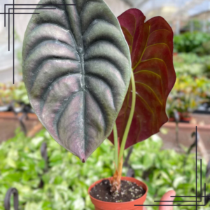 4in Alocasia 'Red Secret'
