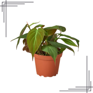 4in Philodendron 'Velvet'