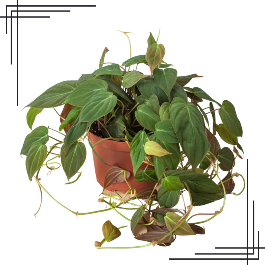 6in Philodendron 'Velvet'