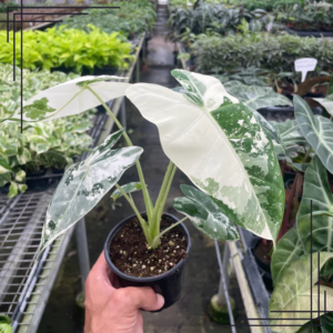 4in Alocasia Micholitziana 'Frydek' Variegated