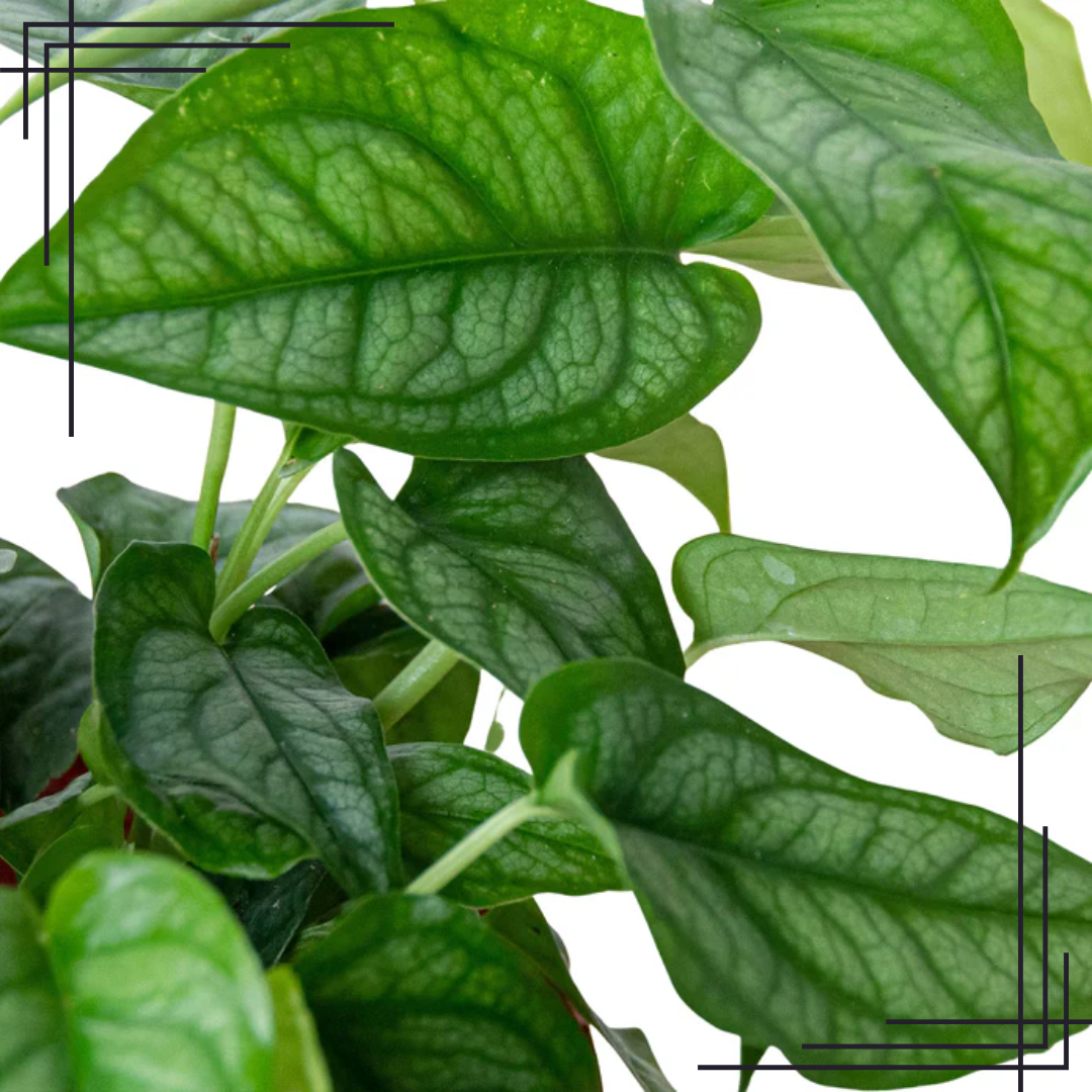 4in Monstera 'Siltepecana' - Image 2