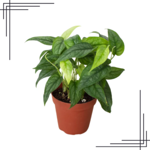 4in Monstera 'Siltepecana'