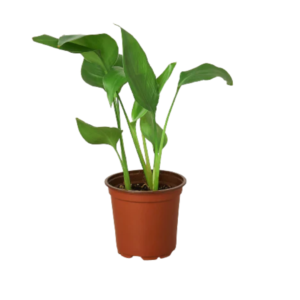 6in White Bird of Paradise 'Strelitzia Nicolai'