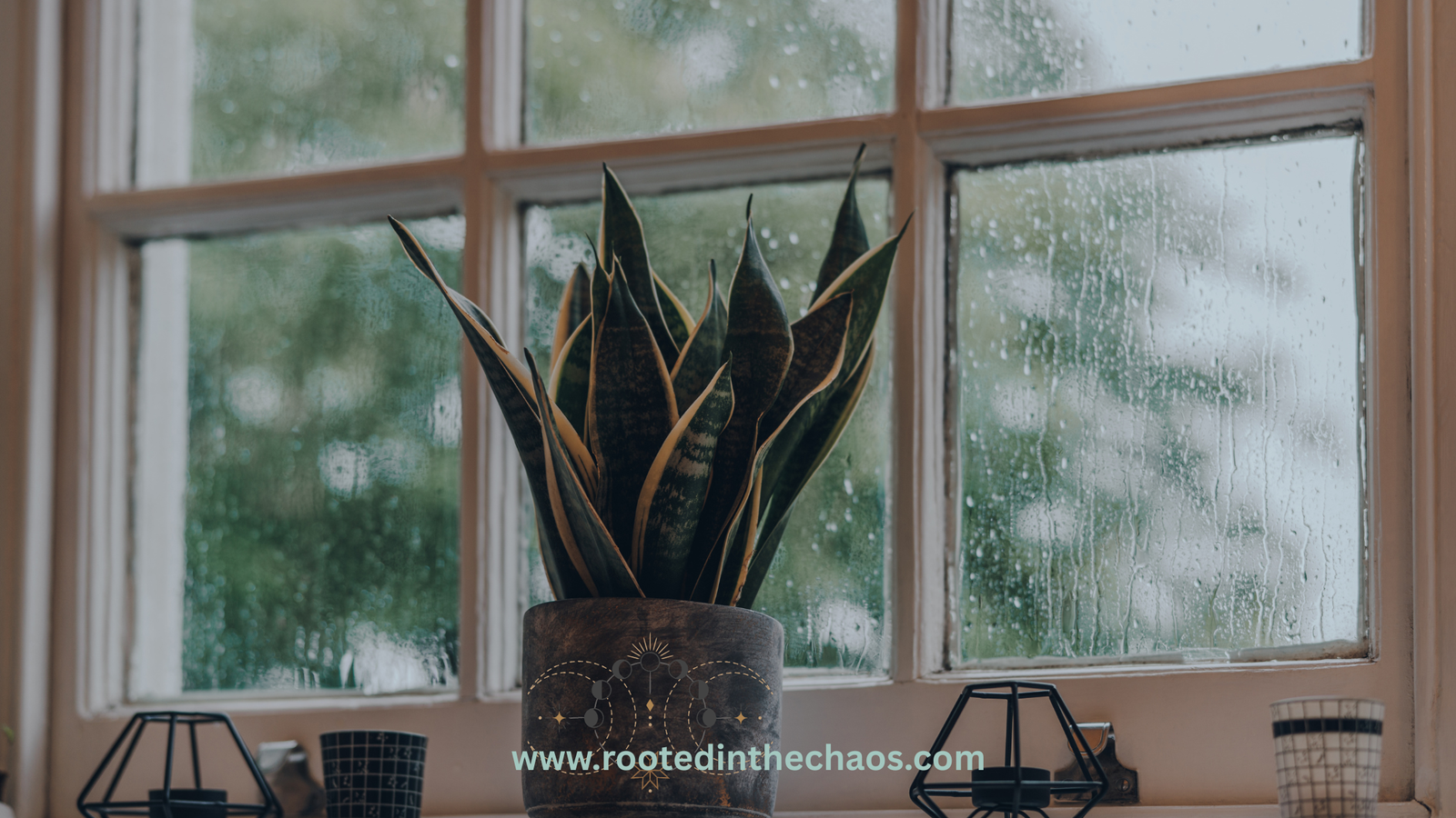 Do Plants Reflect Our Emotional State? How Houseplants Mirror Inner Alignment.