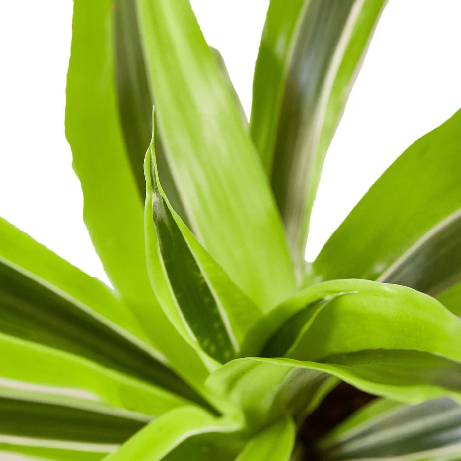 10in Dracaena Lemon Lime - Image 2