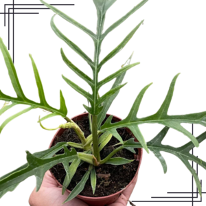 4in Philodendron 'Tortum'