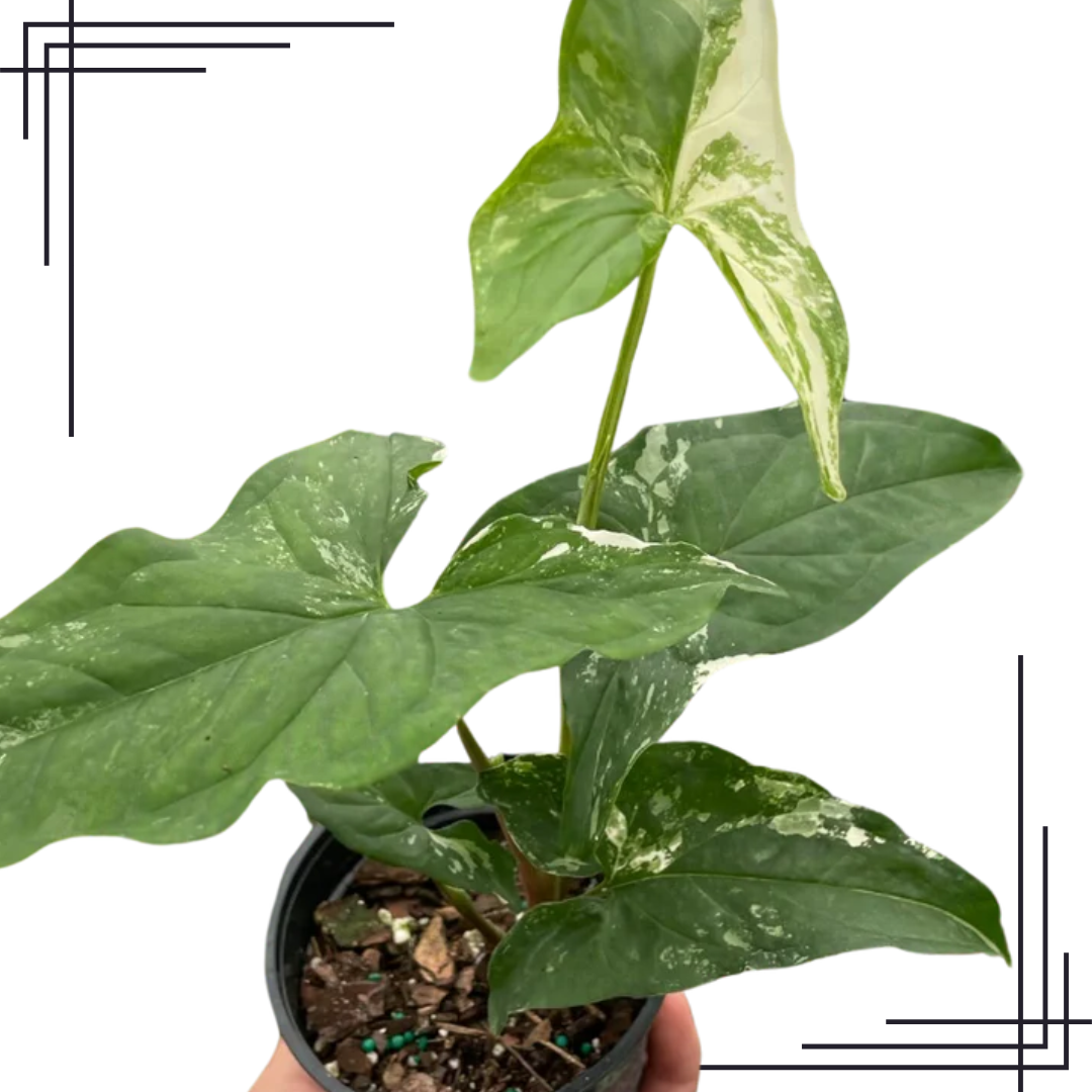 4in Syngonium 'Albo Variegata'