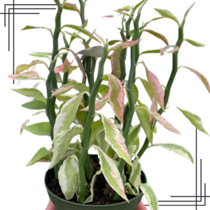 4in Variegated Devil's Backbone Euphorbia