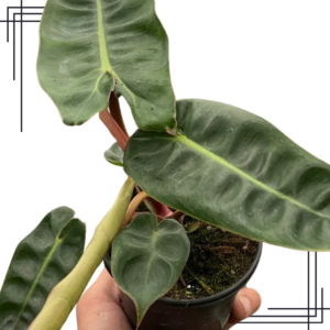 4in Philodendron 'Billietiae'