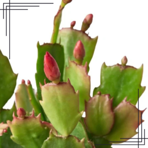 4in Zygocactus 'Christmas Cactus'