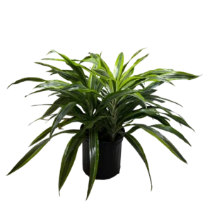 10in Dracaena Lemon Lime